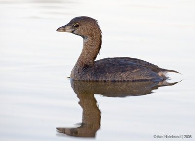 Pied-billedGrebe03c2836.jpg