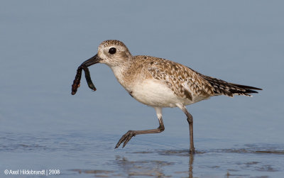 Black-belliedPlover14c7569.jpg