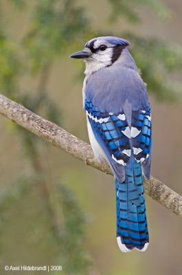 BlueJay26c8829.jpg