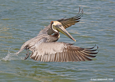 BrownPelican16c2338.jpg