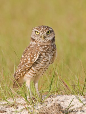 BurrowingOwl07c4825.jpg