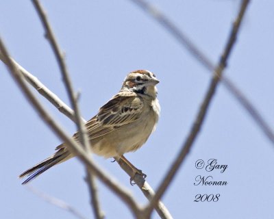 chipping sparrow 050120080157 copy.jpg