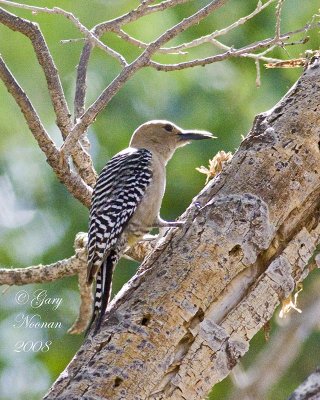 gila woodpecker on tree 042520080037.jpg