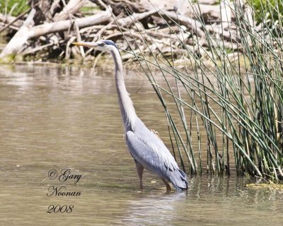great blue heron by reeds 042220080160 copy.jpg