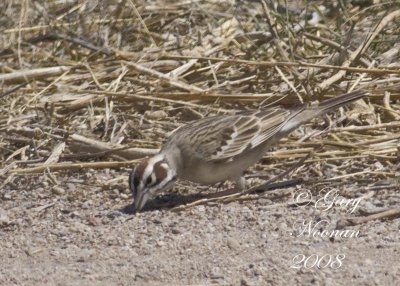 lark sparrow feeding 042220080088 copy.jpg