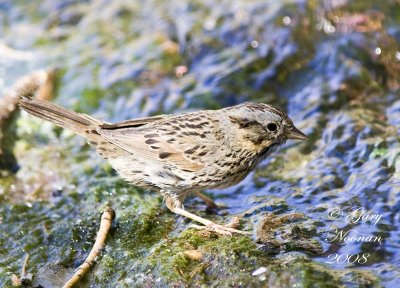 lincolns sparrow IMG_9447 copy.jpg