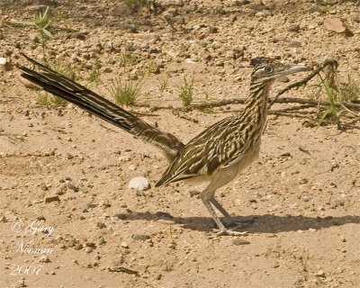 Cuckoos and roadrunners.