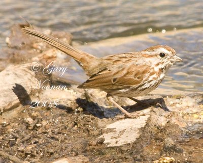 song sparrow 031420080693 copy.jpg