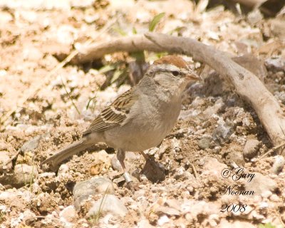 Sparrows.