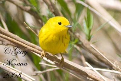 Warblers.