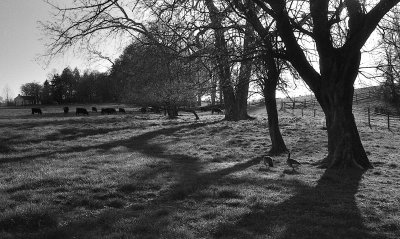 Grazing