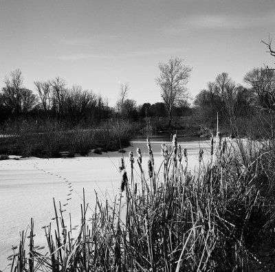 Winter Pond