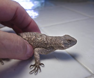 Lizard captured by Pogo