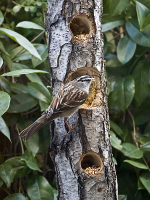 White Crowned Sparrow