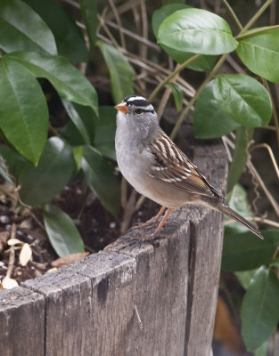 White Crowned Sparrow