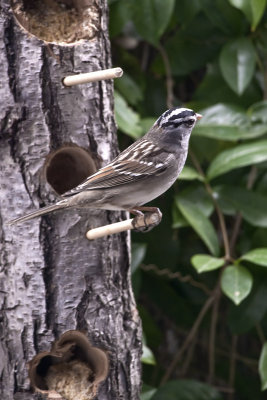 White Crowned Sparrow