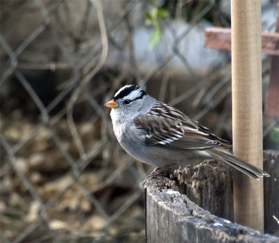 White Crowned Sparrow