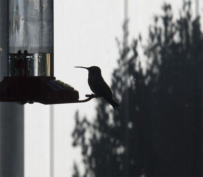Hummingbird Silouette