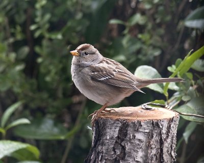 Chipping Sparrow - White-crowned sparrow (immature)
