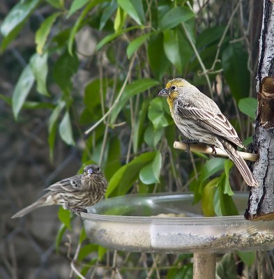 House finch (yellow variant)