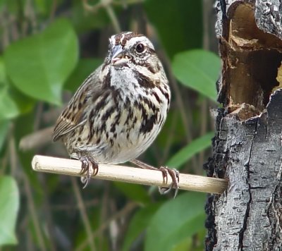 Song Sparrow