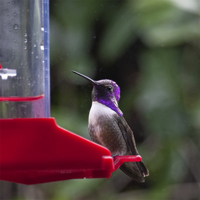 Male Costas Hummingbird