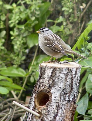 White Crowned Sparrow