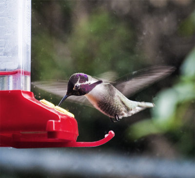 Male Costas Hummingbird