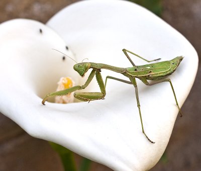 Mantis enjoying the sun on a Calla Lily