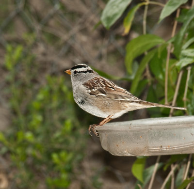 White Crowned Sparrow