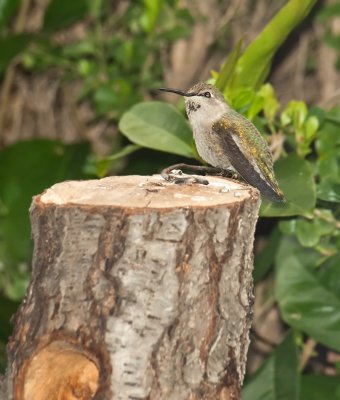Female Costa Hummingbird