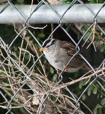 White Crowned Sparrow