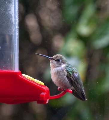 Costas Female Hummingbird