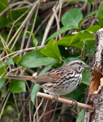 Song Sparrow
