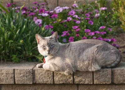 Stop and smell the flowers, Pogo does!