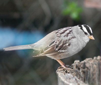 White Crowned Sparrow