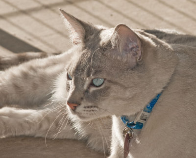 Sunning on the patio