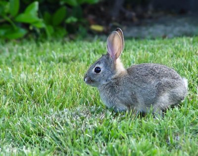 Baby Cotton Tail Bunny