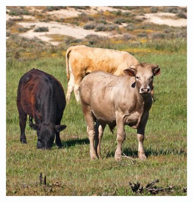 Desert cattle