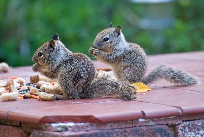 Baby Squirrel Breakfast