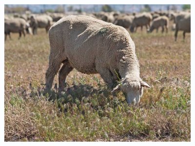 Grazing sheep  in the Mojave Desert