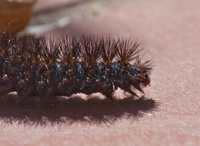 caterpillar_051310_0871.jpg