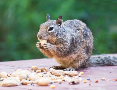 Peanut stuffing