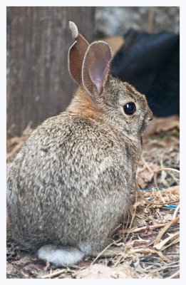  Baby Cotton Tail