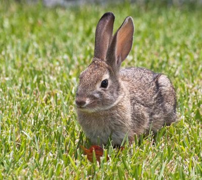 Baby Cottontail