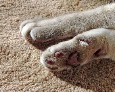 Soft Paws