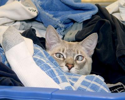 Hiding In The Laundry!