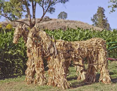 Corn Stalk Horses