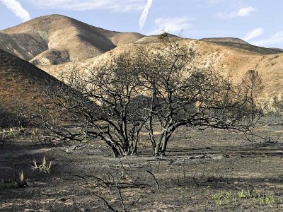 Lone Burned Tree