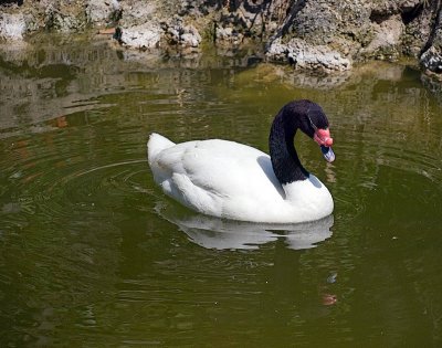 Black Neck Swan